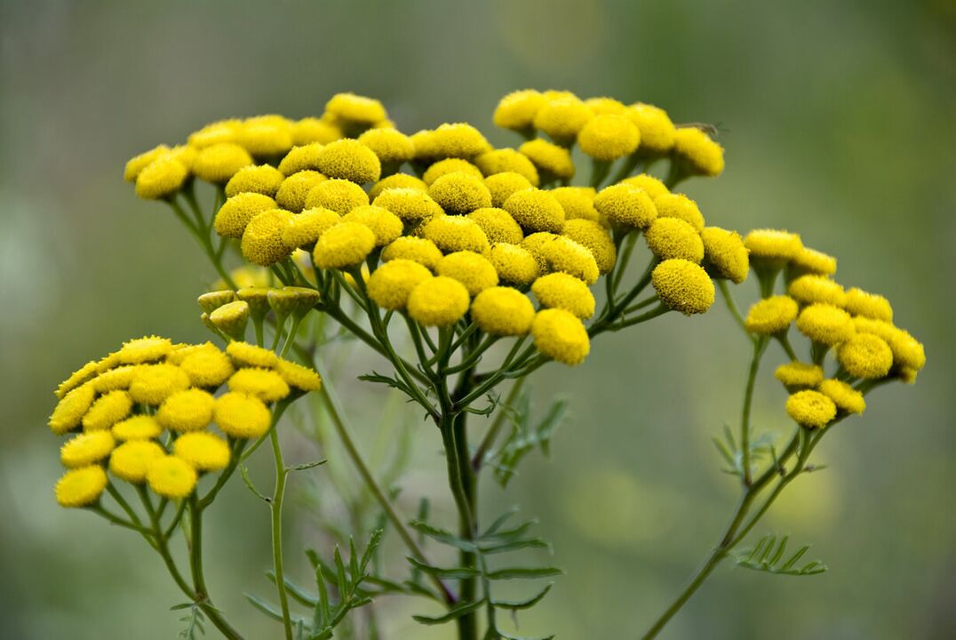 Eliminate helminthic invasion using tansy