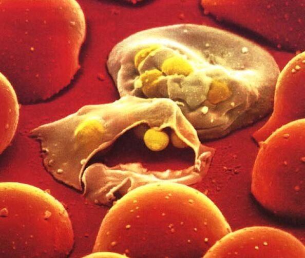 the simplest parasite of Plasmodium malaria