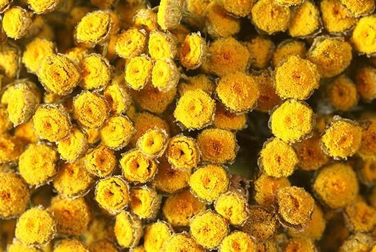 Treat tansy helminthiasis with caution