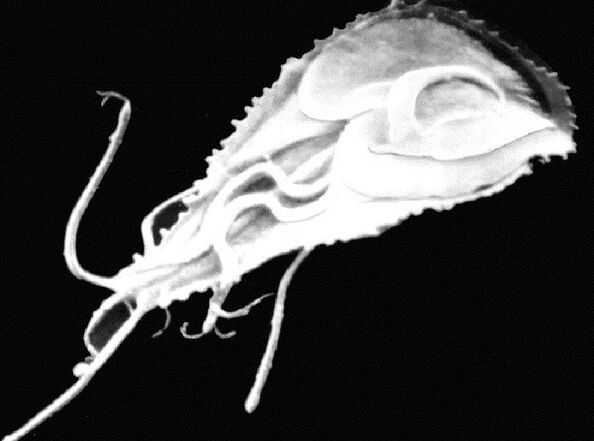 Giardia is a flagellate protozoan parasite. 